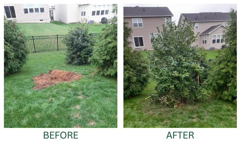 Chapingo Tree Care Specialists. Proudly serving the Washington DC metro area for your tree planting needs.