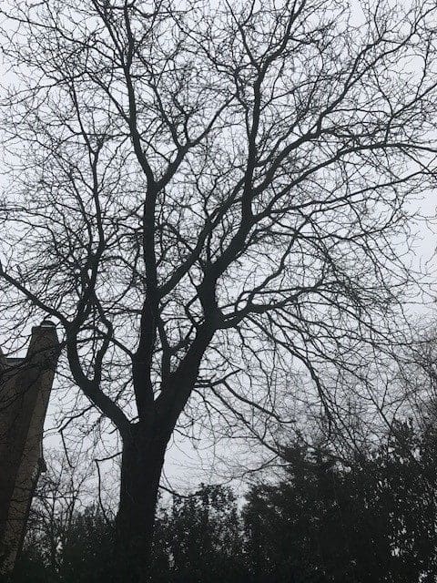 Silhouetted tree branches against a gray sky in late autumn or winter.