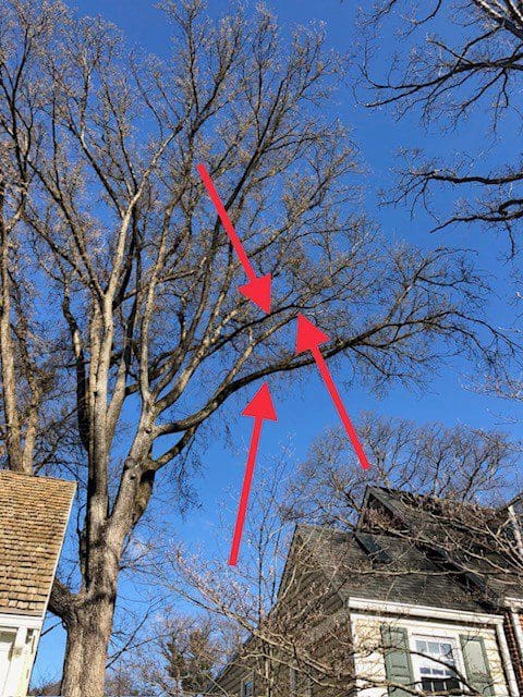 Tree branches on a clear blue sky with red arrows pointing to specific spots.
