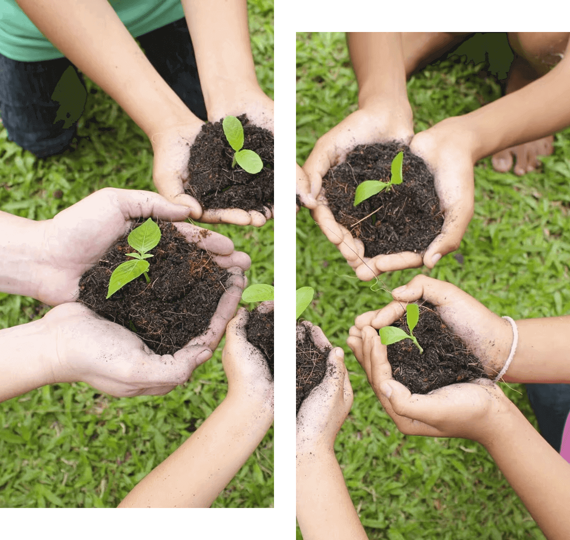 Five pairs of hands holding small plants with soil, over grass.