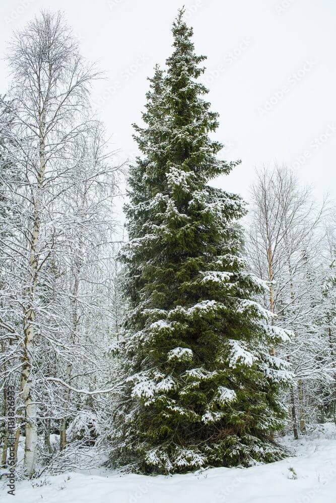 A tall evergreen tree surrounded by snow-covered leafless trees in winter.