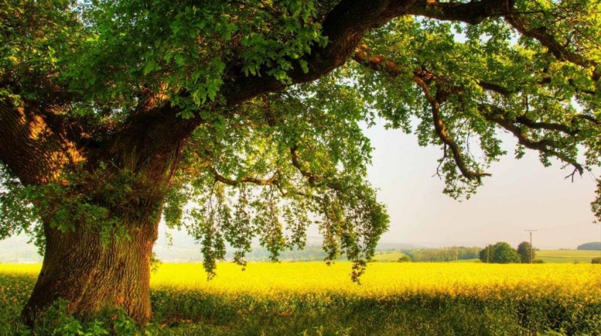 A large tree with hanging branches overlooking a yellow field.