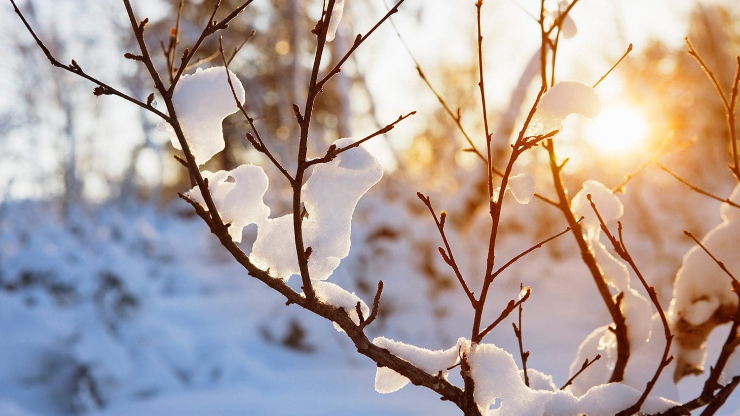 Snow-covered branches glowing in soft sunset light.