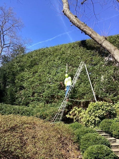 Person trimming a tall hedge using a ladder outdoors.