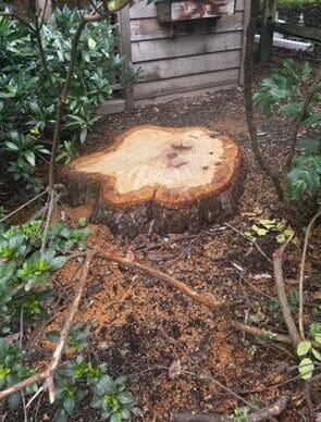 Freshly cut tree stump surrounded by soil and plants.