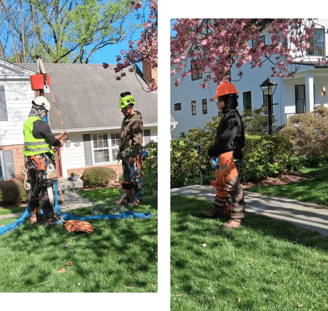 Two workers in safety gear preparing to trim or cut a tree in a residential yard.